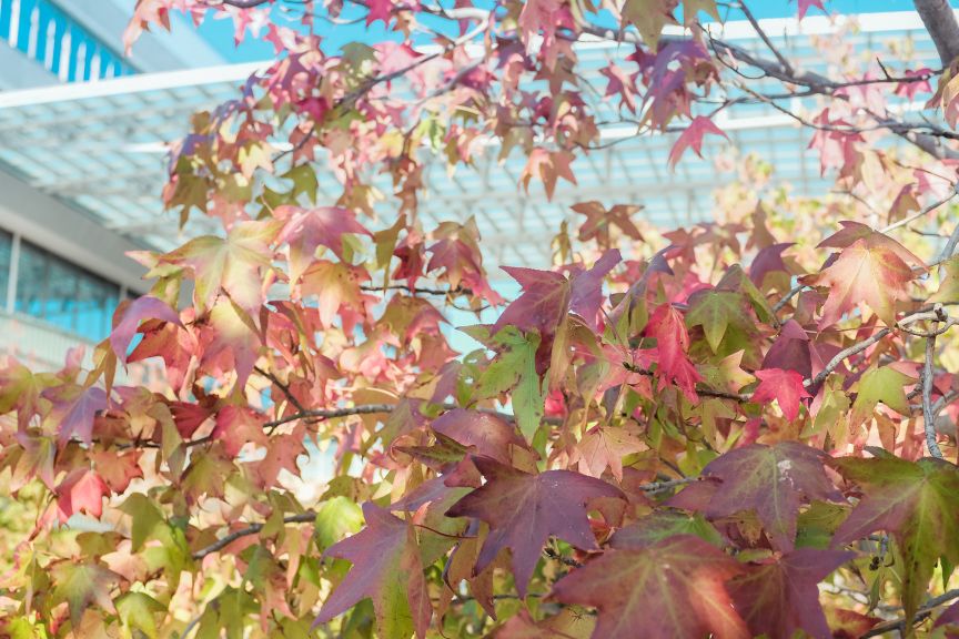 Nhat Ban dep mo mang thoi khac chuyen mua sang thu 14